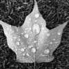 Leaf @ The Links @ Hiawather Landing